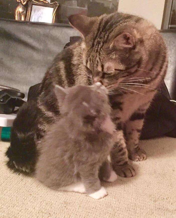 ガルちゃん猫カフェ30号店 開店しました♪ (初めての方も大歓迎！)