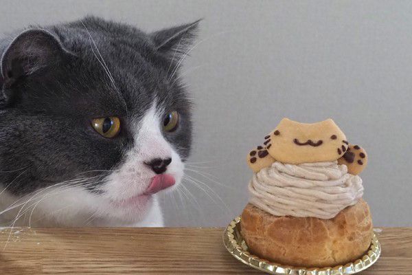 ガルちゃん猫カフェ30号店 開店しました♪ (初めての方も大歓迎！)