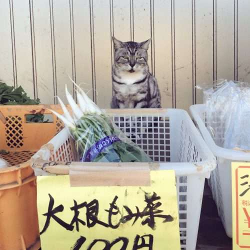 ガルちゃん猫カフェ30号店 開店しました♪ (初めての方も大歓迎！)