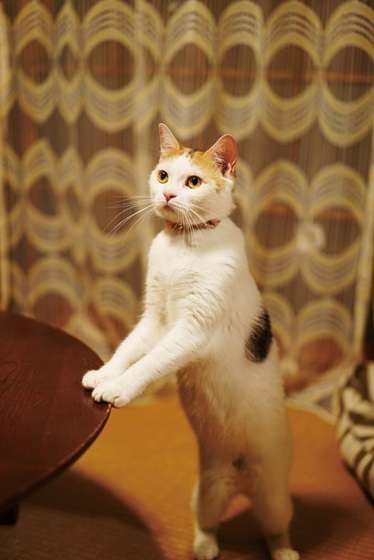 ガルちゃん猫カフェ30号店 開店しました♪ (初めての方も大歓迎！)