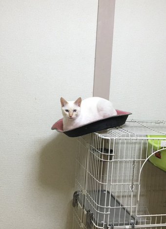 ガルちゃん猫カフェ30号店 開店しました♪ (初めての方も大歓迎！)