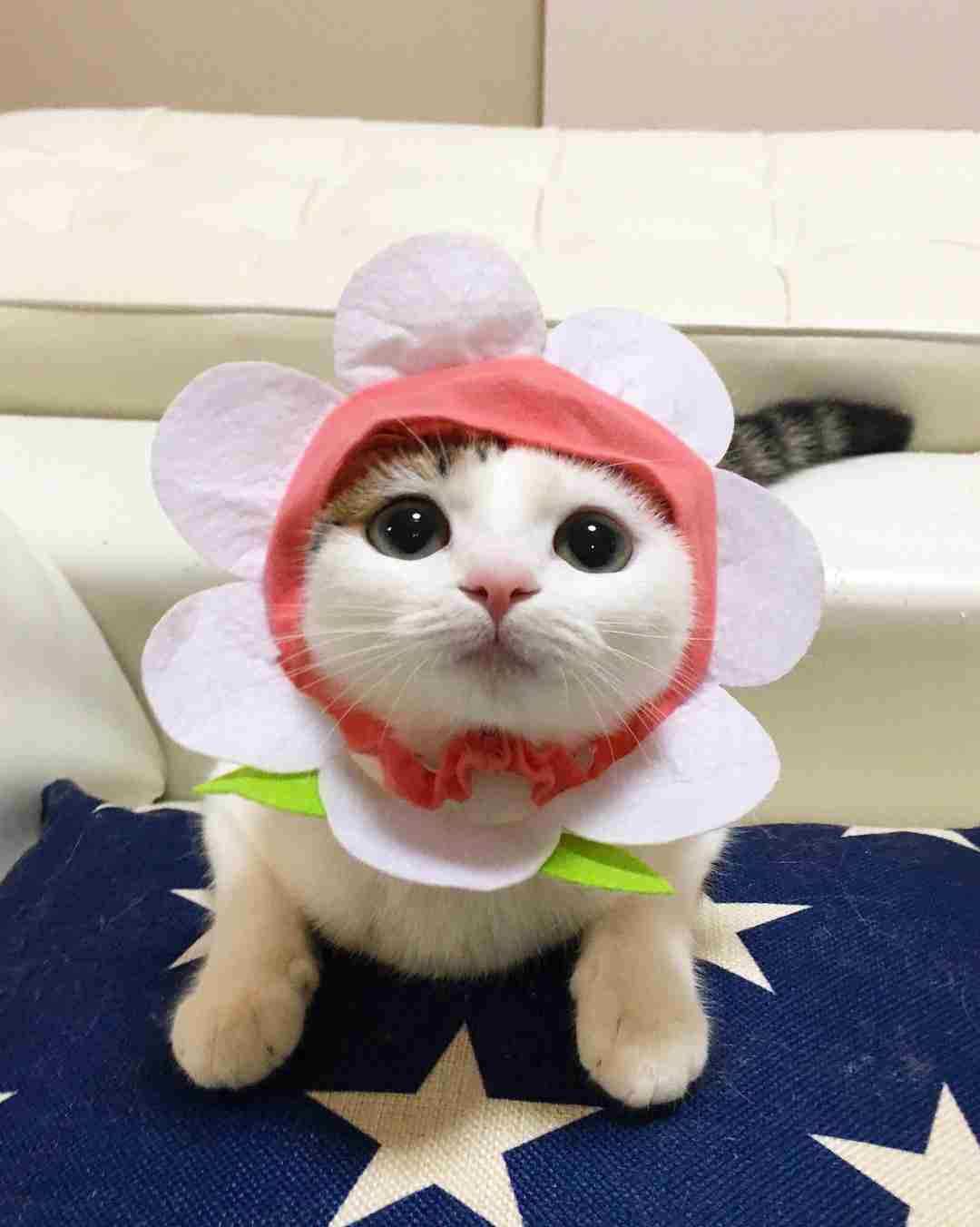 ガルちゃん猫カフェ30号店 開店しました♪ (初めての方も大歓迎！)
