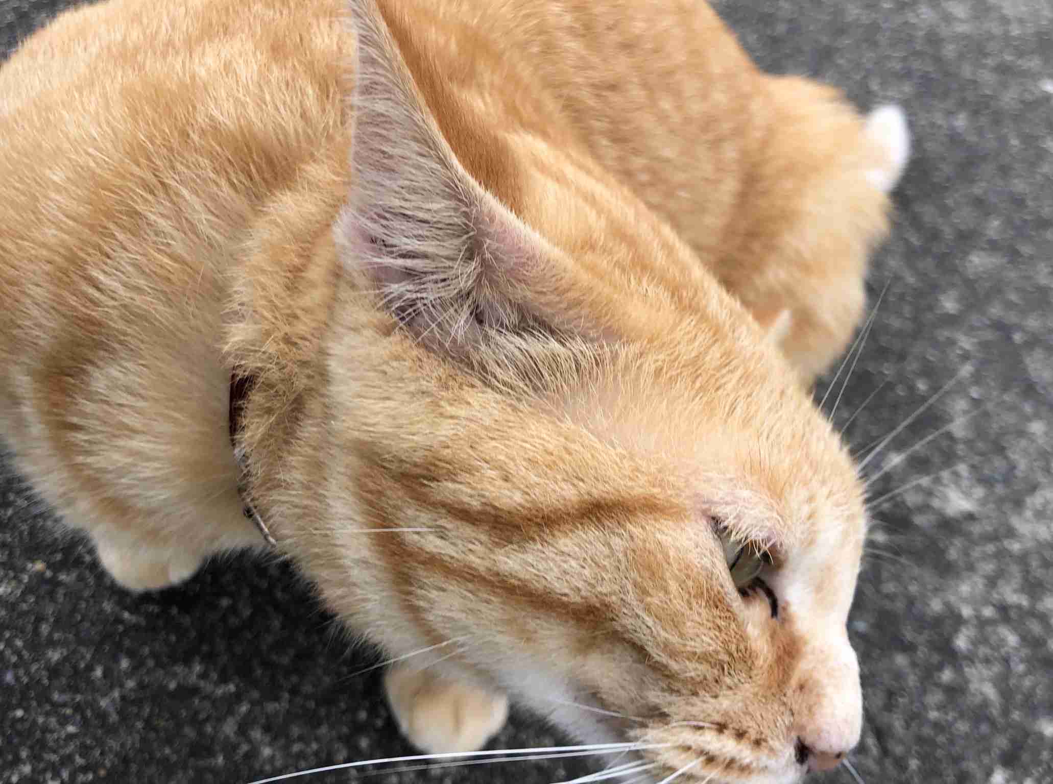 ガルちゃん猫カフェ30号店 開店しました♪ (初めての方も大歓迎！)