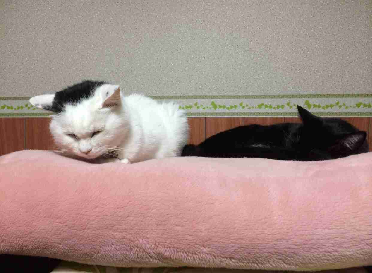 ガルちゃん猫カフェ30号店 開店しました♪ (初めての方も大歓迎！)