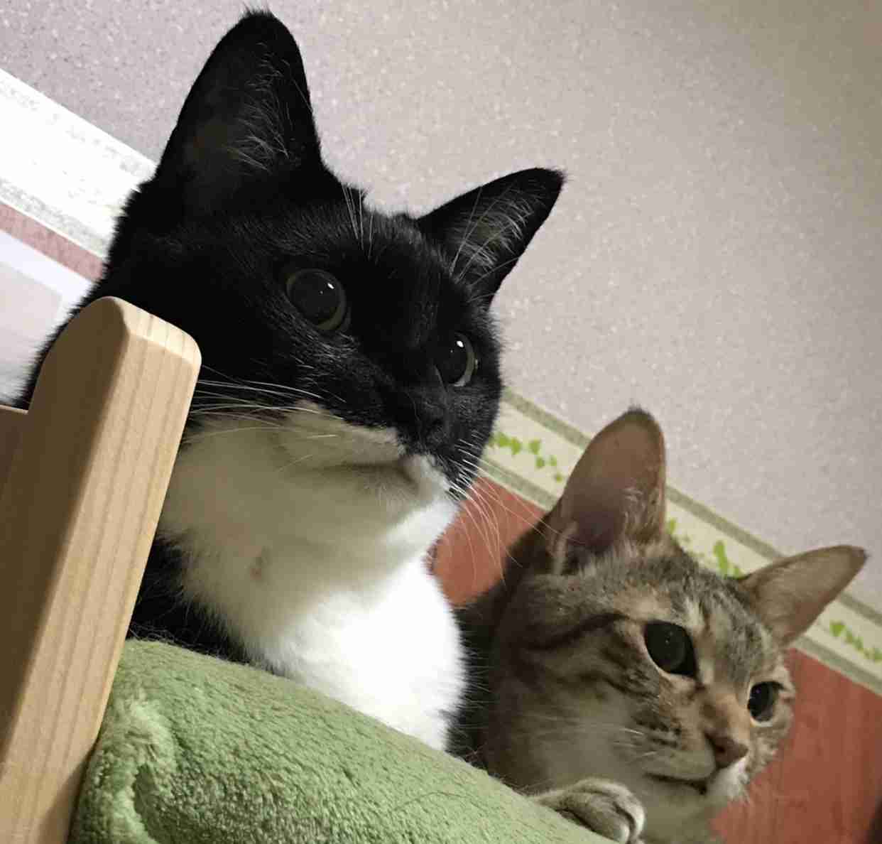 ガルちゃん猫カフェ30号店 開店しました♪ (初めての方も大歓迎！)