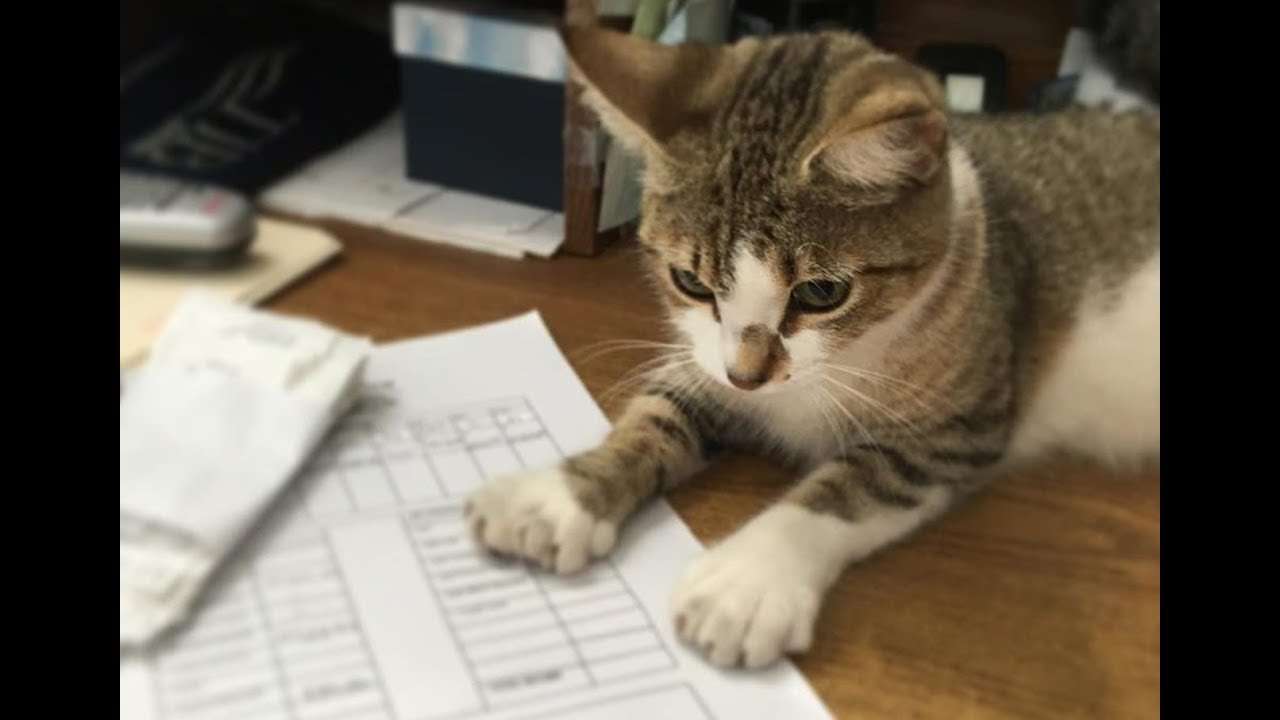 ガルちゃん猫カフェ30号店 開店しました♪ (初めての方も大歓迎！)