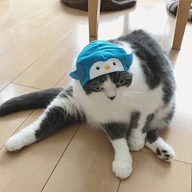 ガルちゃん猫カフェ30号店 開店しました♪ (初めての方も大歓迎！)