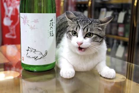 ガルちゃん猫カフェ30号店 開店しました♪ (初めての方も大歓迎！)