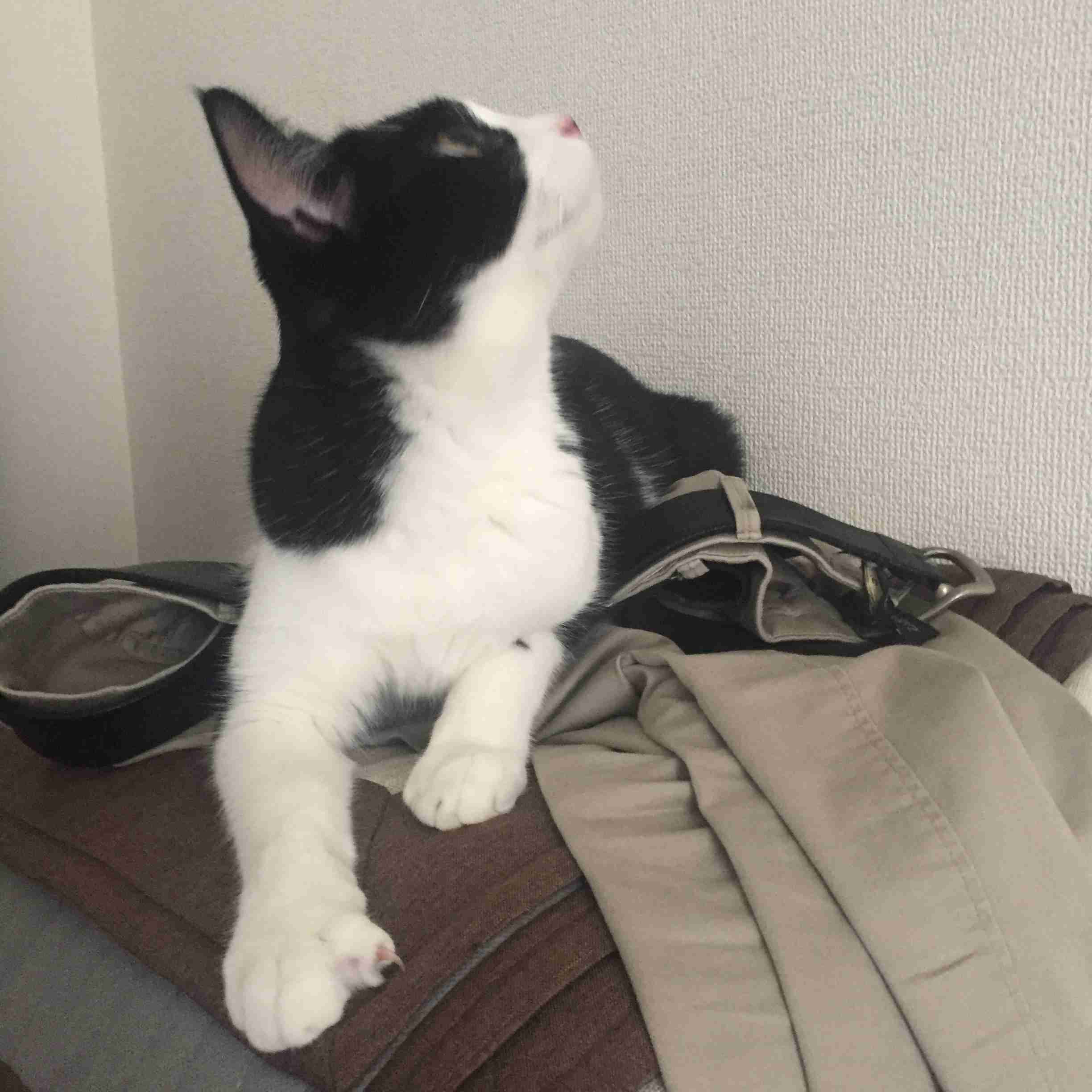 ガルちゃん猫カフェ30号店 開店しました♪ (初めての方も大歓迎！)