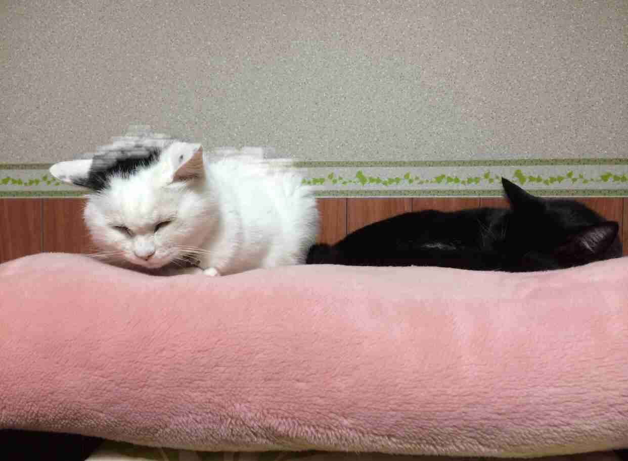 ガルちゃん猫カフェ30号店 開店しました♪ (初めての方も大歓迎！)