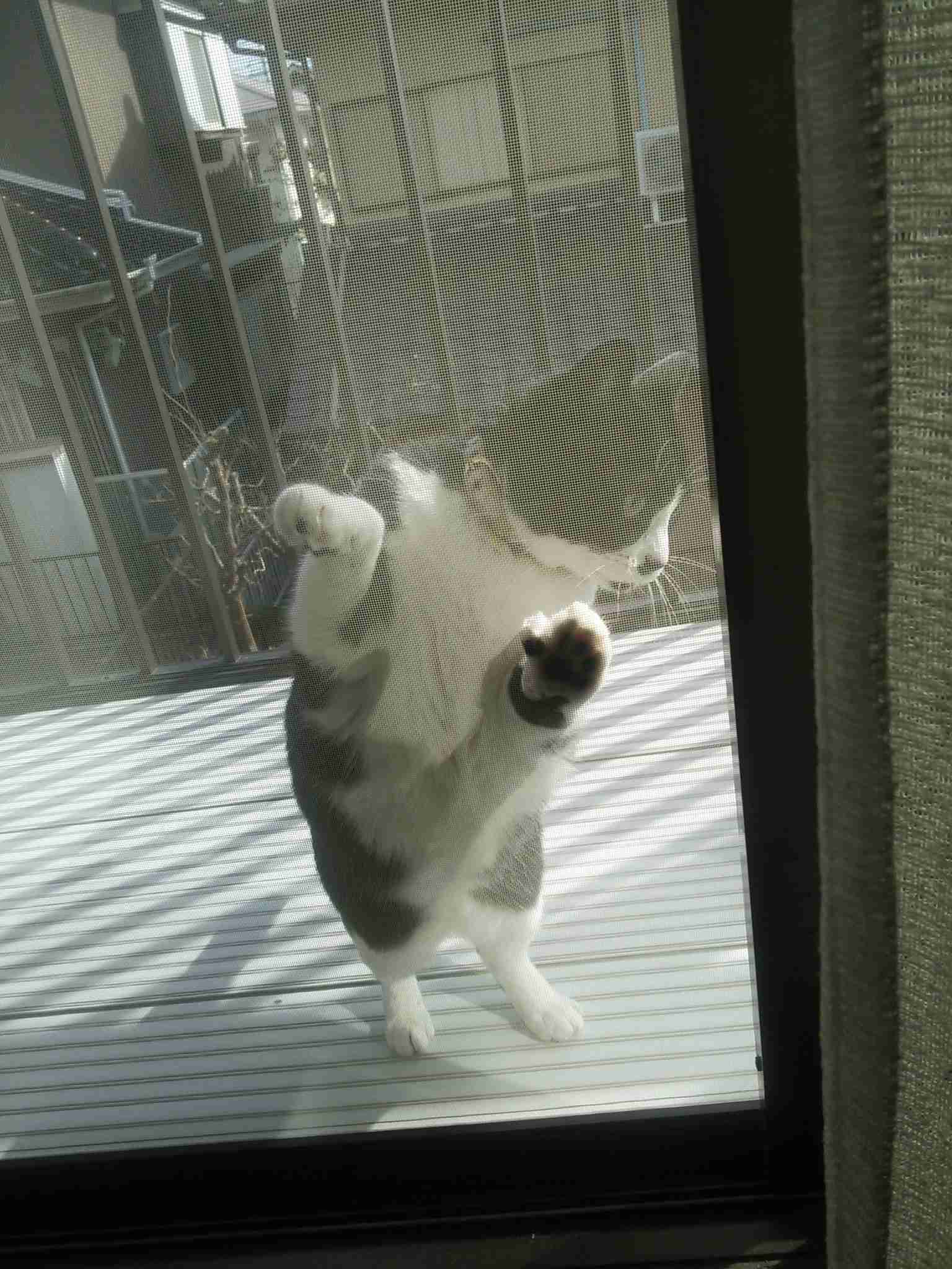 ガルちゃん猫カフェ30号店 開店しました♪ (初めての方も大歓迎！)