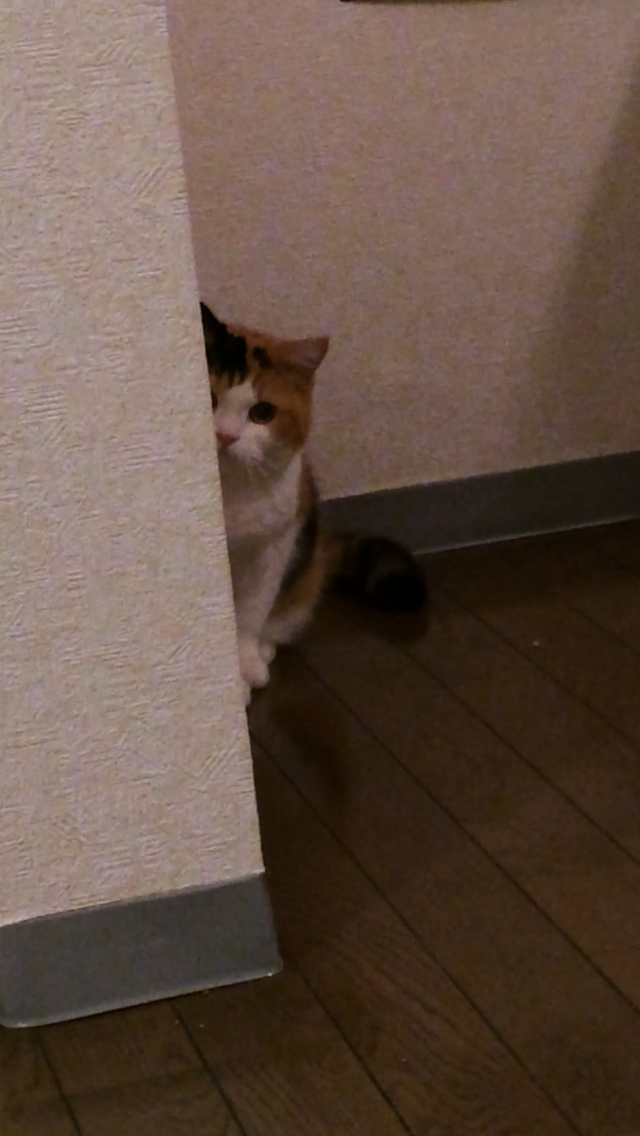ガルちゃん猫カフェ30号店 開店しました♪ (初めての方も大歓迎！)