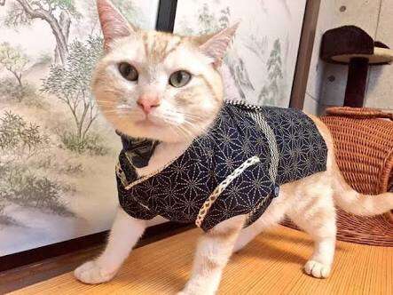 ガルちゃん猫カフェ30号店 開店しました♪ (初めての方も大歓迎！)