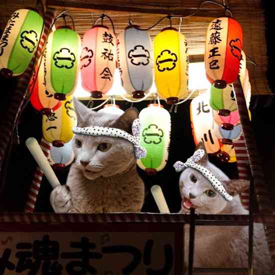 ガルちゃん猫カフェ30号店 開店しました♪ (初めての方も大歓迎！)