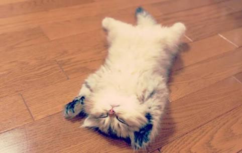 ガルちゃん猫カフェ30号店 開店しました♪ (初めての方も大歓迎！)