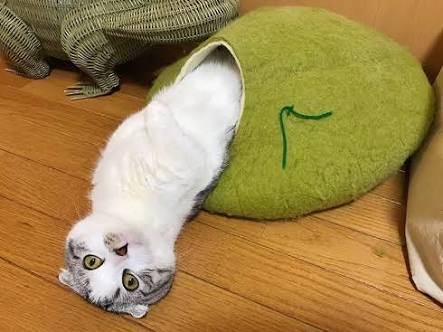 ガルちゃん猫カフェ30号店 開店しました♪ (初めての方も大歓迎！)