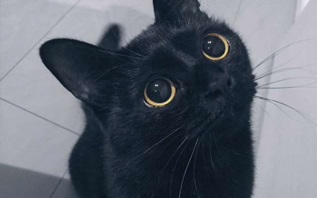 ガルちゃん猫カフェ30号店 開店しました♪ (初めての方も大歓迎！)