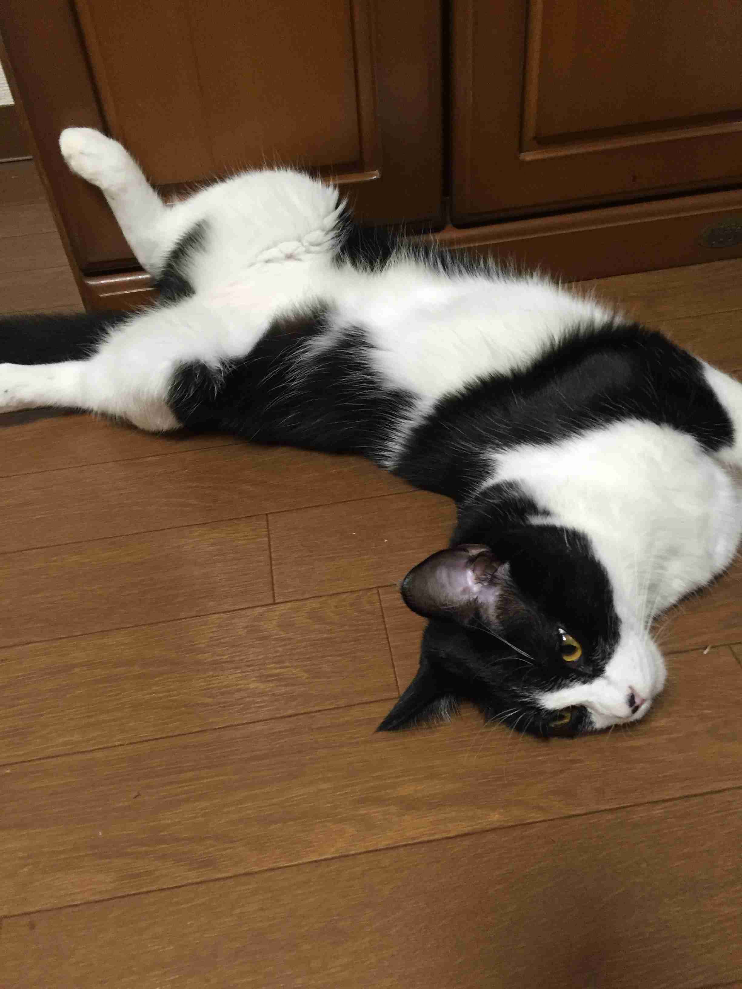 ガルちゃん猫カフェ30号店 開店しました♪ (初めての方も大歓迎！)