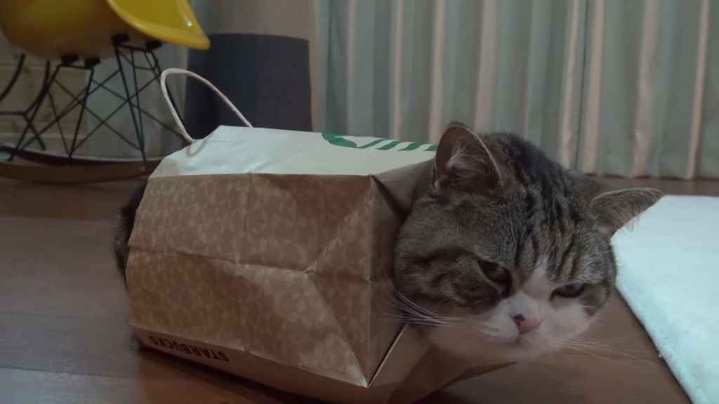 ガルちゃん猫カフェ30号店 開店しました♪ (初めての方も大歓迎！)
