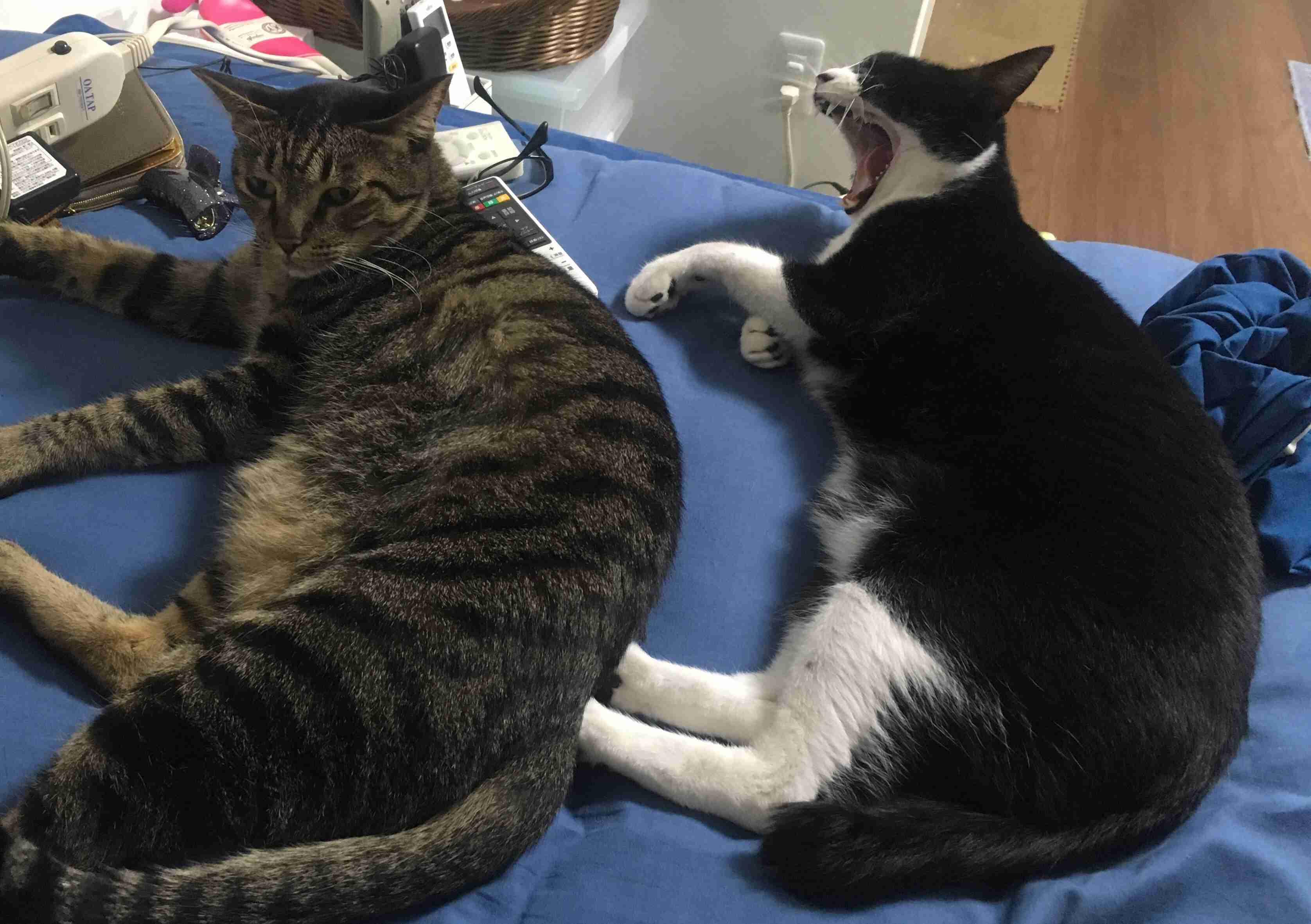 ガルちゃん猫カフェ30号店 開店しました♪ (初めての方も大歓迎！)