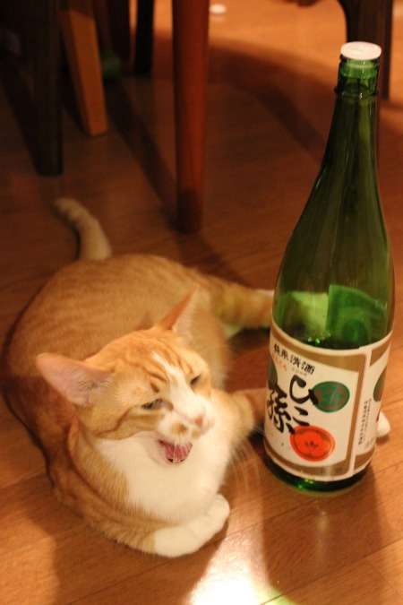 ガルちゃん猫カフェ30号店 開店しました♪ (初めての方も大歓迎！)
