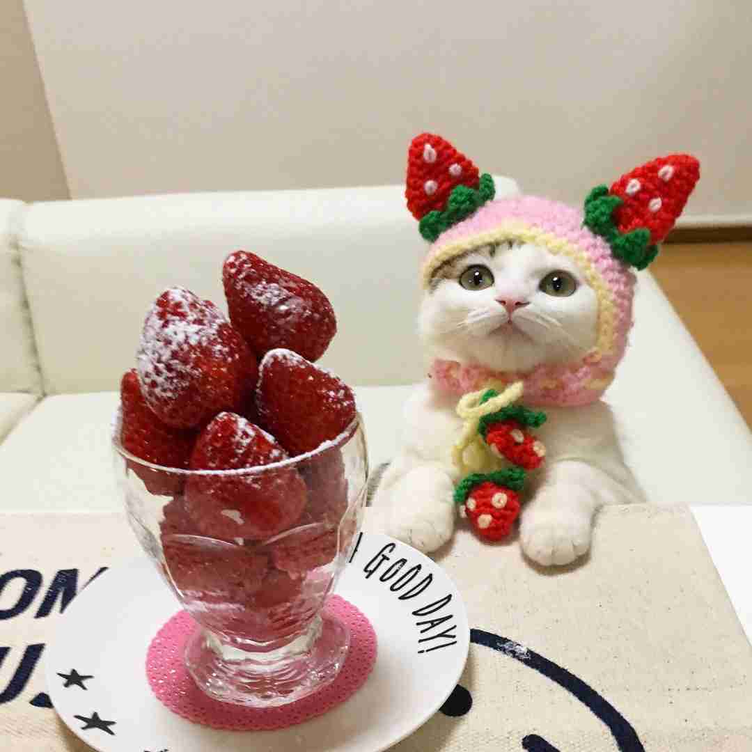 ガルちゃん猫カフェ30号店 開店しました♪ (初めての方も大歓迎！)