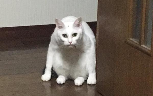 ガルちゃん猫カフェ30号店 開店しました♪ (初めての方も大歓迎！)