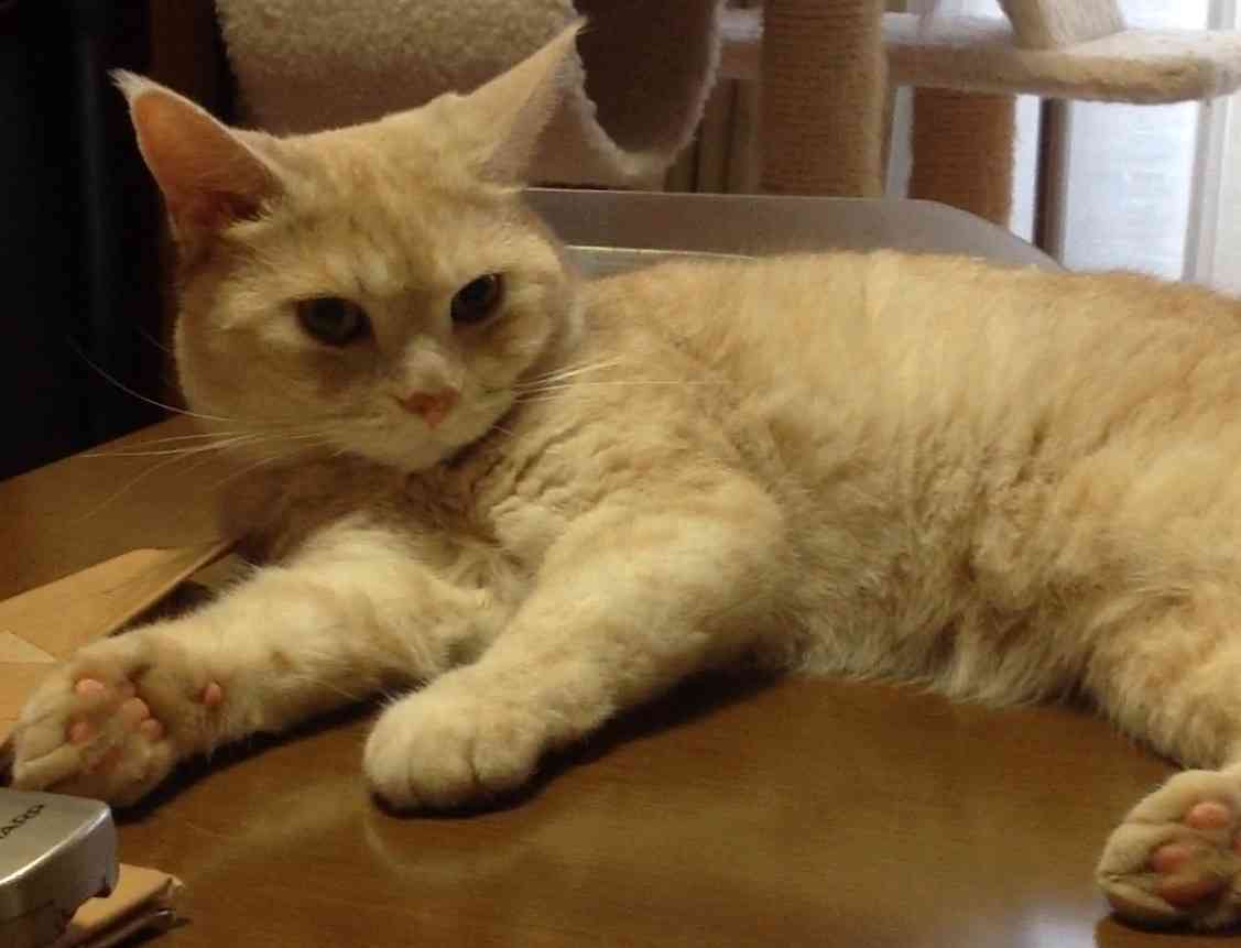 ガルちゃん猫カフェ30号店 開店しました♪ (初めての方も大歓迎！)