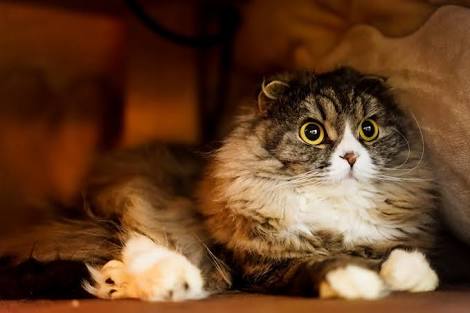 ガルちゃん猫カフェ30号店 開店しました♪ (初めての方も大歓迎！)