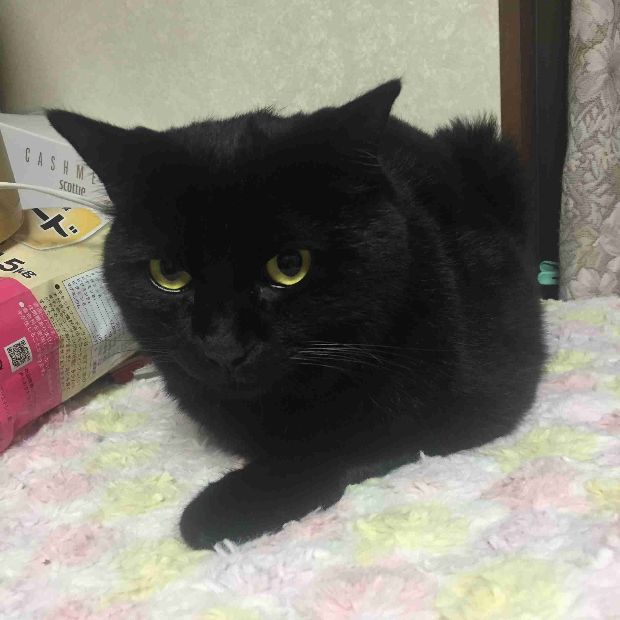ガルちゃん猫カフェ30号店 開店しました♪ (初めての方も大歓迎！)