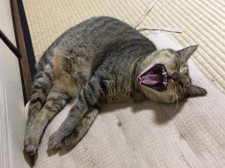 ガルちゃん猫カフェ30号店 開店しました♪ (初めての方も大歓迎！)