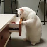 ガルちゃん猫カフェ30号店 開店しました♪ (初めての方も大歓迎！)
