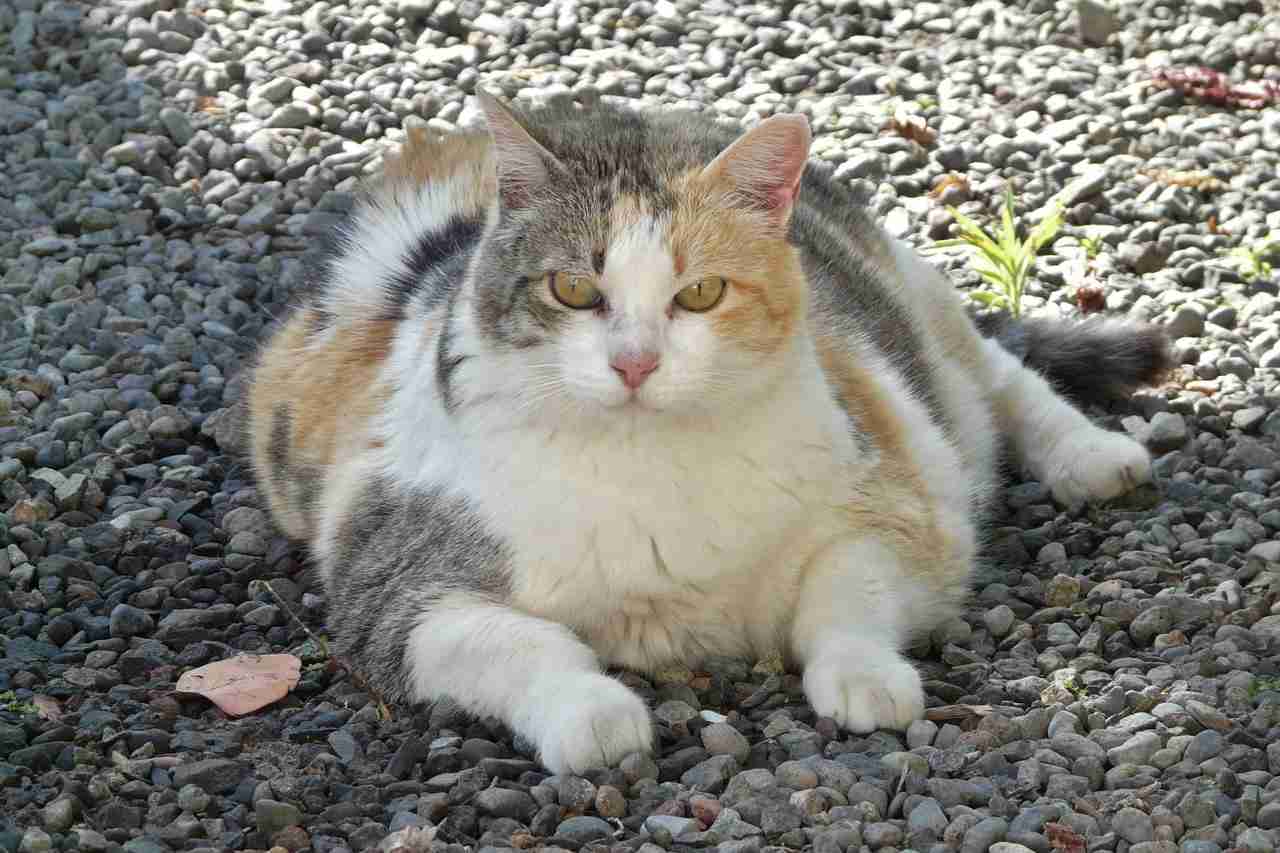 ガルちゃん猫カフェ30号店 開店しました♪ (初めての方も大歓迎！)