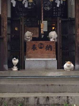 ガルちゃん猫カフェ30号店 開店しました♪ (初めての方も大歓迎！)