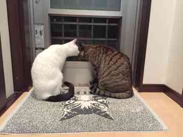 ガルちゃん猫カフェ30号店 開店しました♪ (初めての方も大歓迎！)