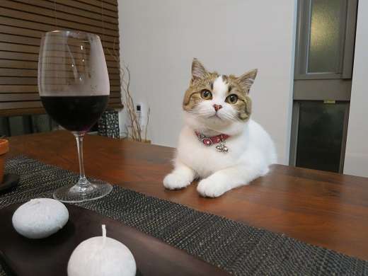 ガルちゃん猫カフェ30号店 開店しました♪ (初めての方も大歓迎！)