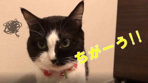 ガルちゃん猫カフェ30号店 開店しました♪ (初めての方も大歓迎！)