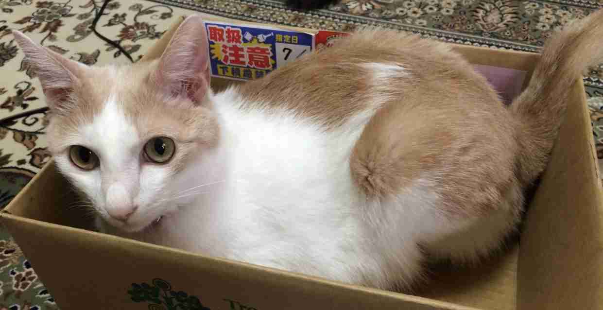ガルちゃん猫カフェ30号店 開店しました♪ (初めての方も大歓迎！)