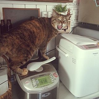 ガルちゃん猫カフェ30号店 開店しました♪ (初めての方も大歓迎！)