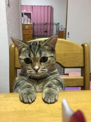 ガルちゃん猫カフェ30号店 開店しました♪ (初めての方も大歓迎！)