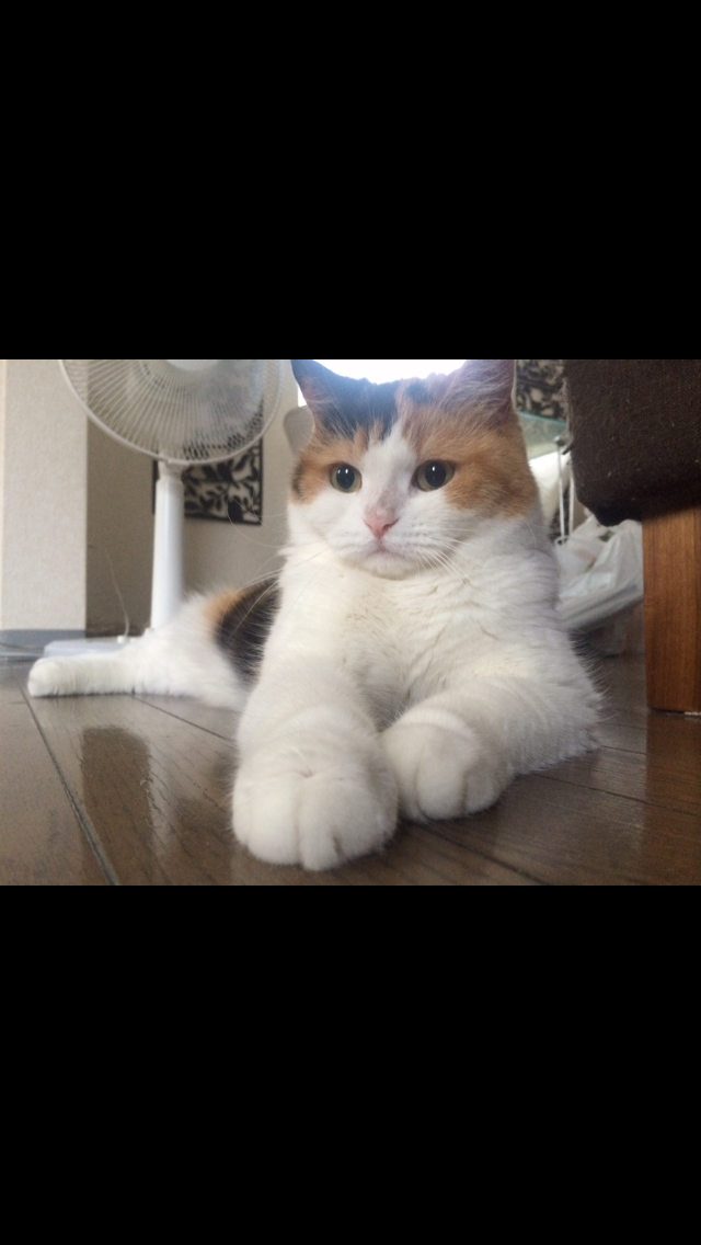 ガルちゃん猫カフェ30号店 開店しました♪ (初めての方も大歓迎！)