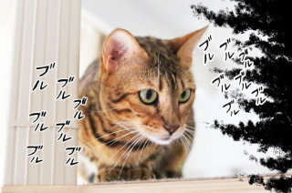 ガルちゃん猫カフェ30号店 開店しました♪ (初めての方も大歓迎！)