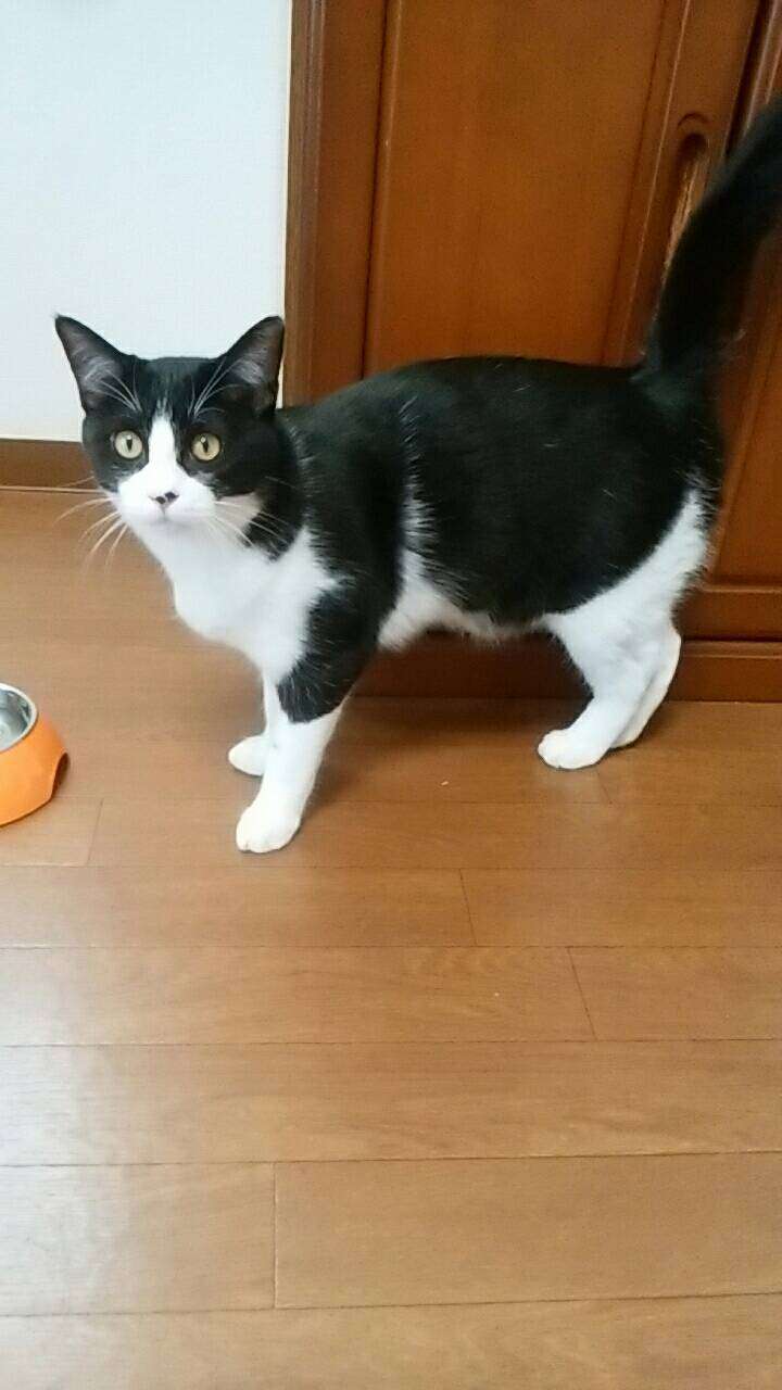 ガルちゃん猫カフェ30号店 開店しました♪ (初めての方も大歓迎！)