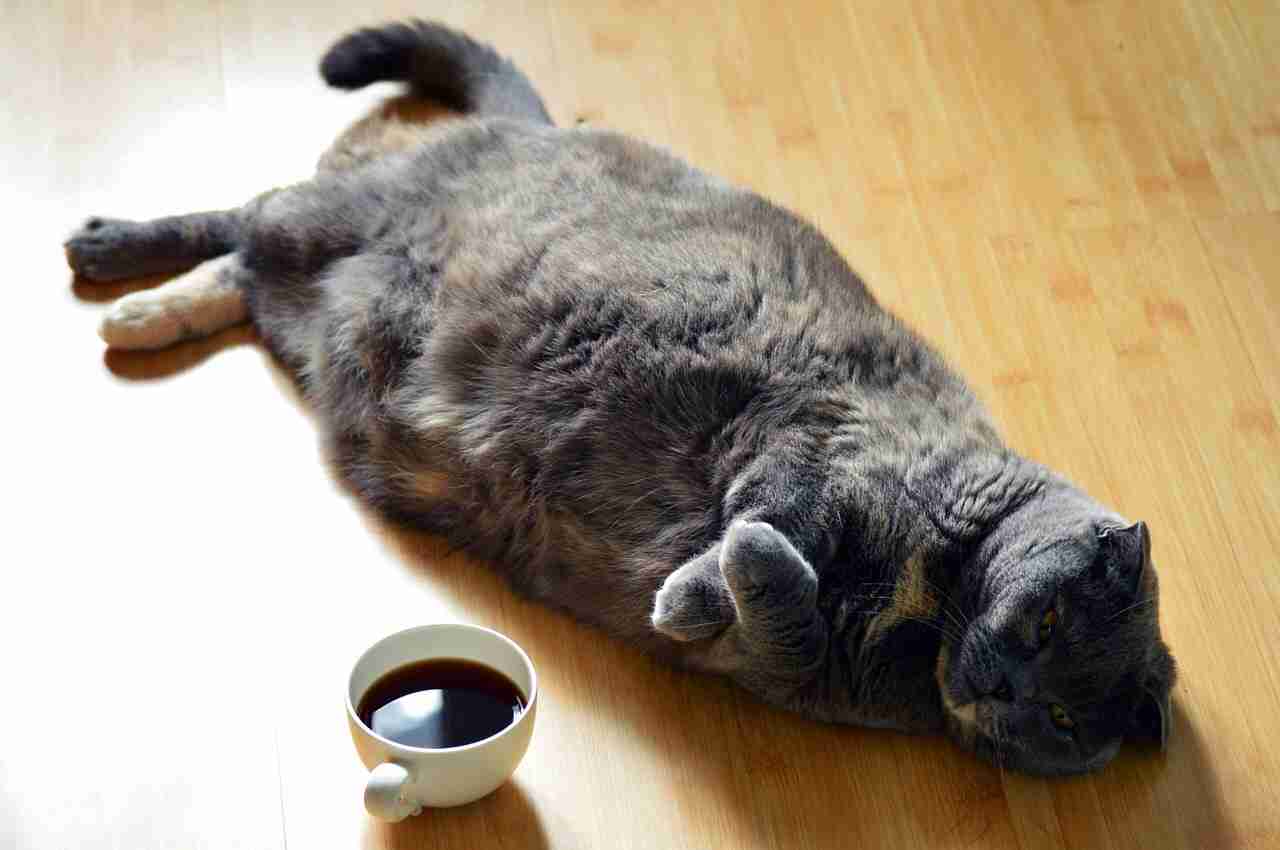 ガルちゃん猫カフェ30号店 開店しました♪ (初めての方も大歓迎！)