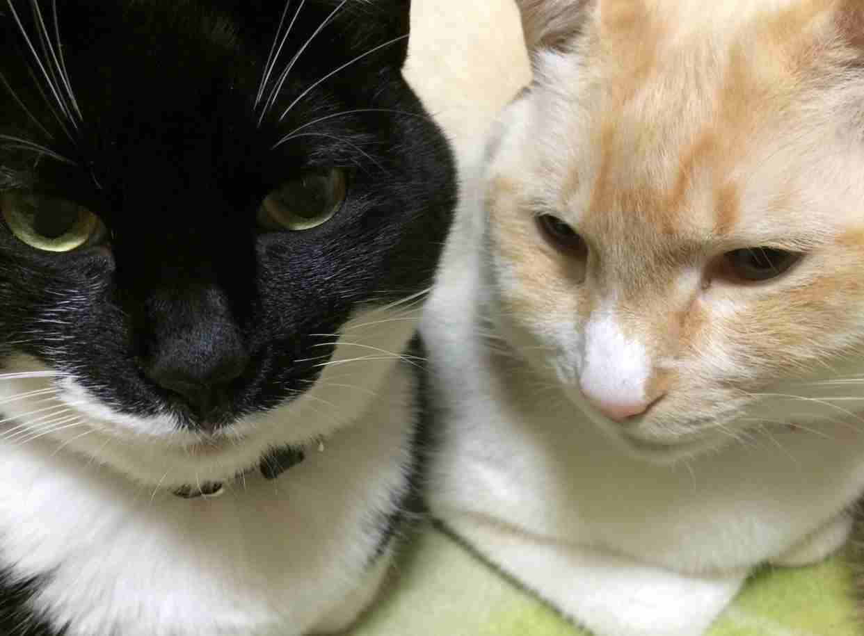 ガルちゃん猫カフェ30号店 開店しました♪ (初めての方も大歓迎！)