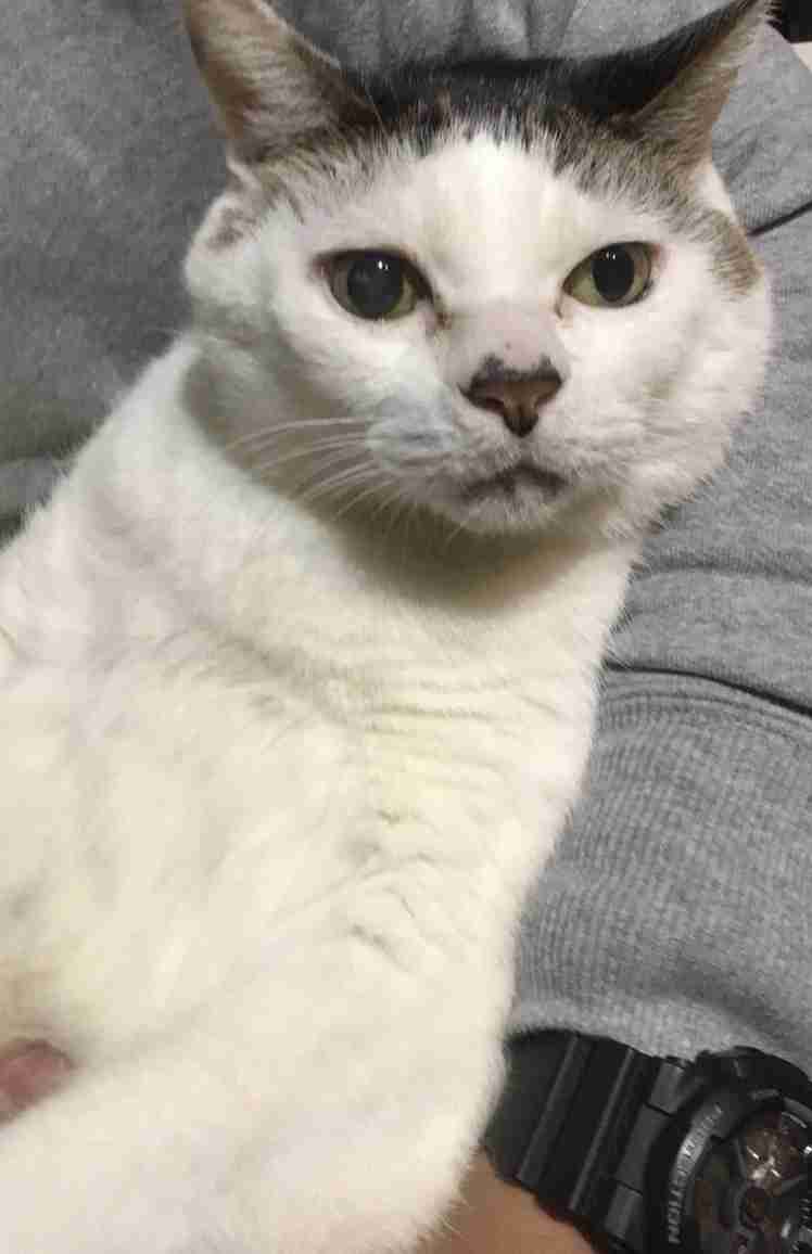 ガルちゃん猫カフェ30号店 開店しました♪ (初めての方も大歓迎！)