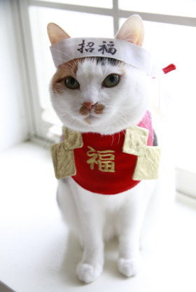 ガルちゃん猫カフェ30号店 開店しました♪ (初めての方も大歓迎！)