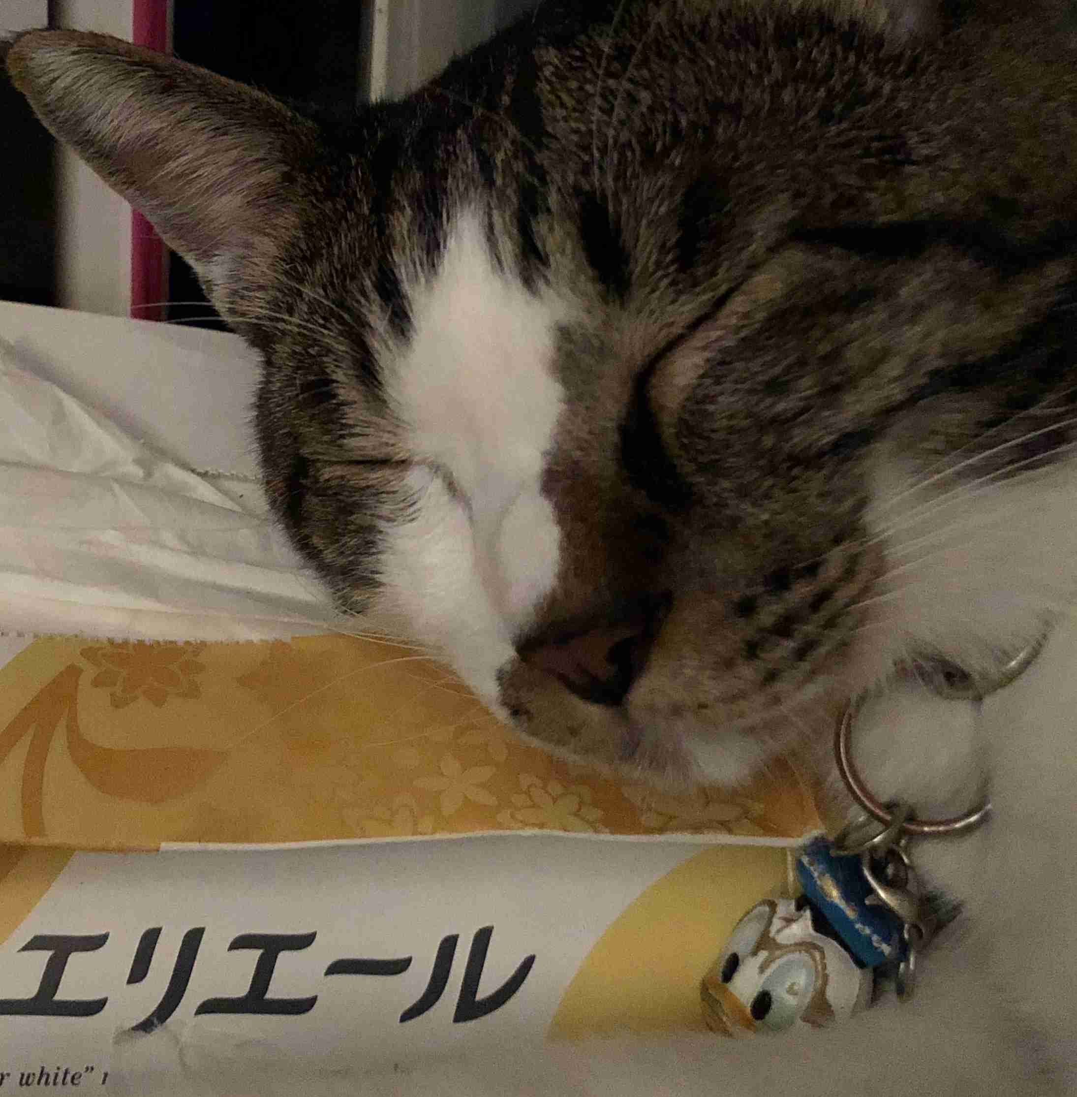 ガルちゃん猫カフェ30号店 開店しました♪ (初めての方も大歓迎！)