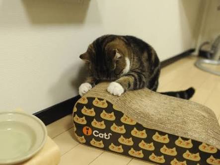 ガルちゃん猫カフェ30号店 開店しました♪ (初めての方も大歓迎！)