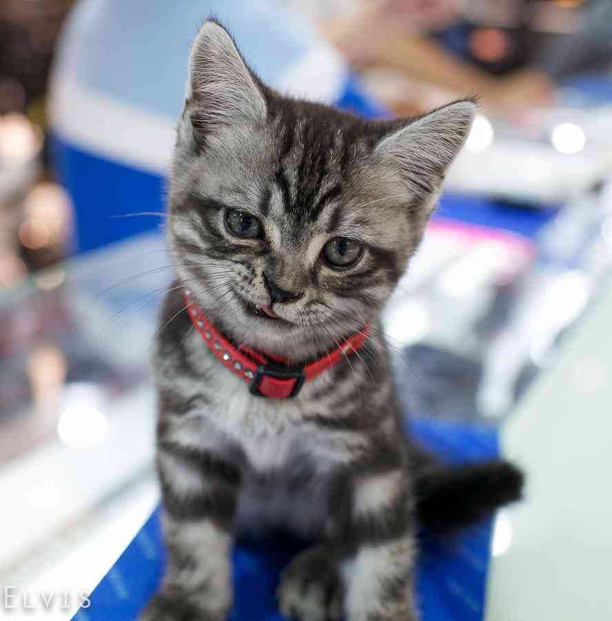 ガルちゃん猫カフェ30号店 開店しました♪ (初めての方も大歓迎！)